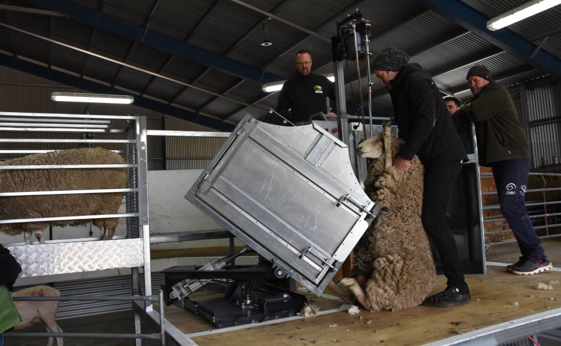AUTOMATIC DELIVERY: Shearer Paul Oster grabs the sheep after it is tipped into position by the race delivery unit ready to start shearing. The prototype eliminates the need to drag sheep from the catching pen to the board.