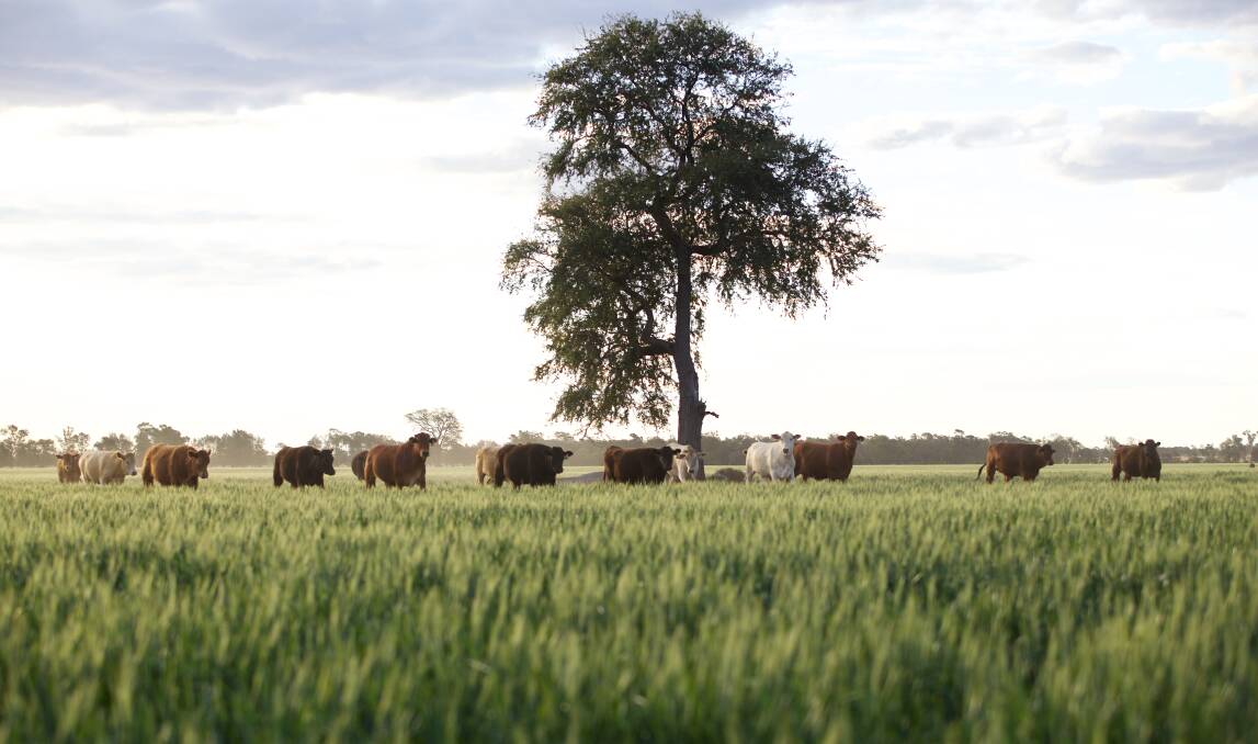 STEWARDS: AACo cattle and country. The company, which has just handed down it's half-yearly financial results, has a big announcement on sustainability planned for tomorrow.