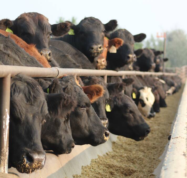 United States cattle on feed. Economic pressures in the US are encouraging ground beef consumption and Australia beef should be in high demand to supply that.