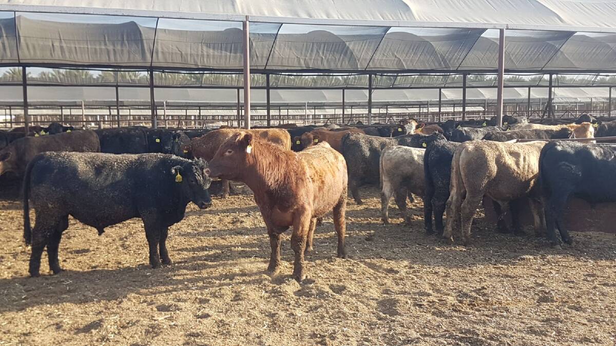 The South Australian cattle that traveled on the Bader III, now in an Israel feedlot.