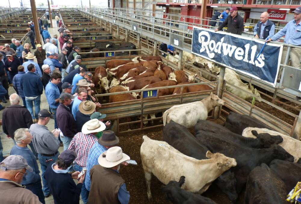 The action at Pakenham, Victoria, this week where producers, mostly from West and South Gippsland, feedlot buyers and a small number of processors aided strong competition.