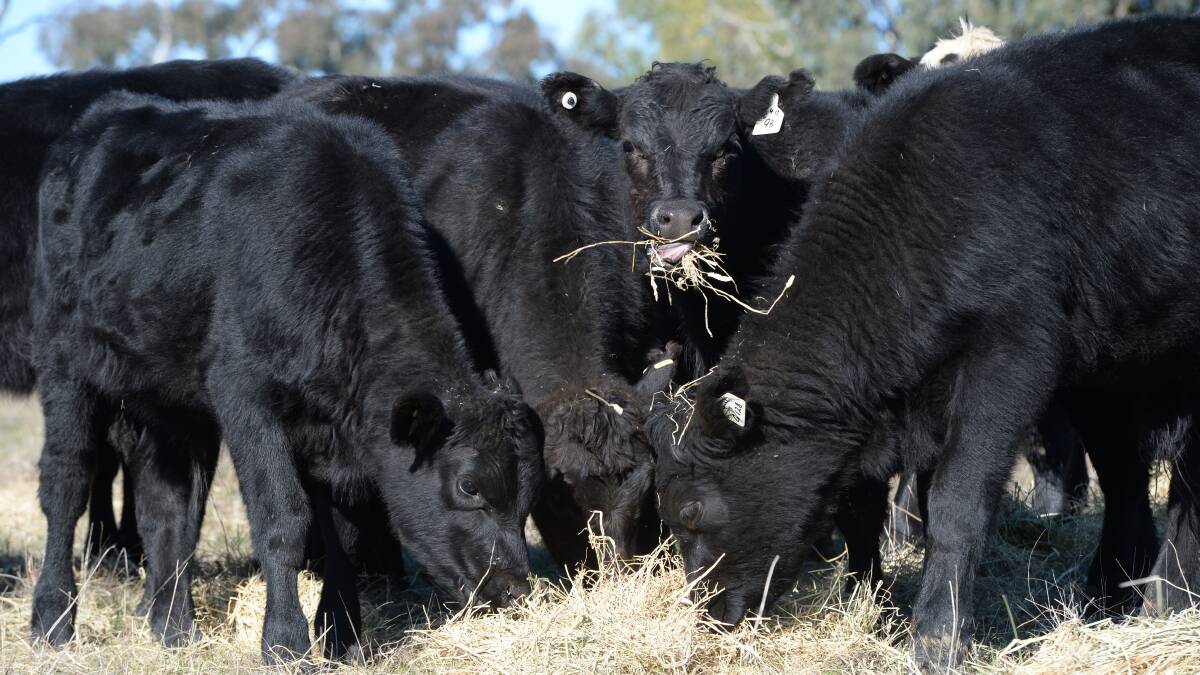 Targeting more than 1kg a day in weaners over winter