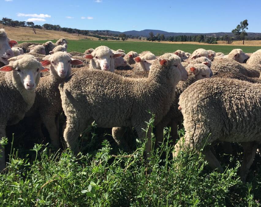 HAPPY FACES: Woomargama Merinos getting the job done.