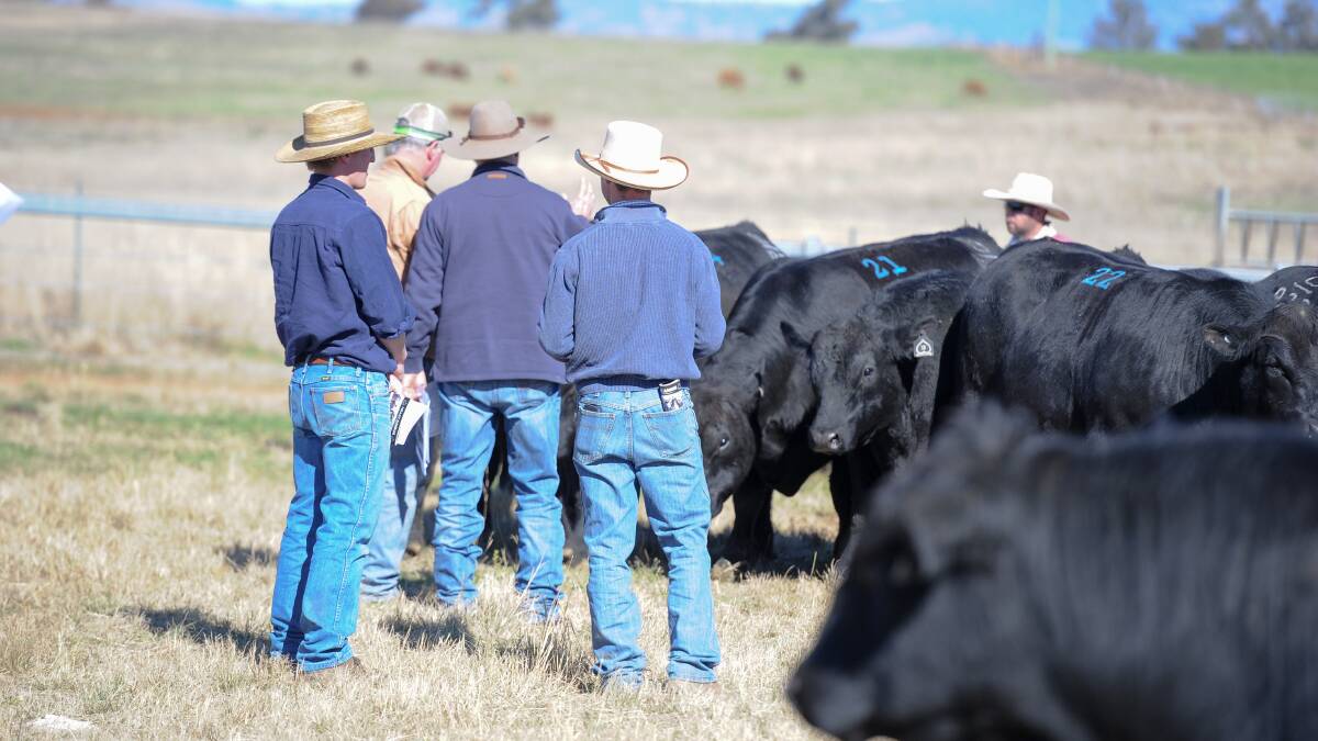 A new tool has been launched for commercial bull buyers, called Top Studs. Picture by Lucy Kinbacher.
