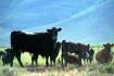 US beef flows to ease but China still firmly in their sights