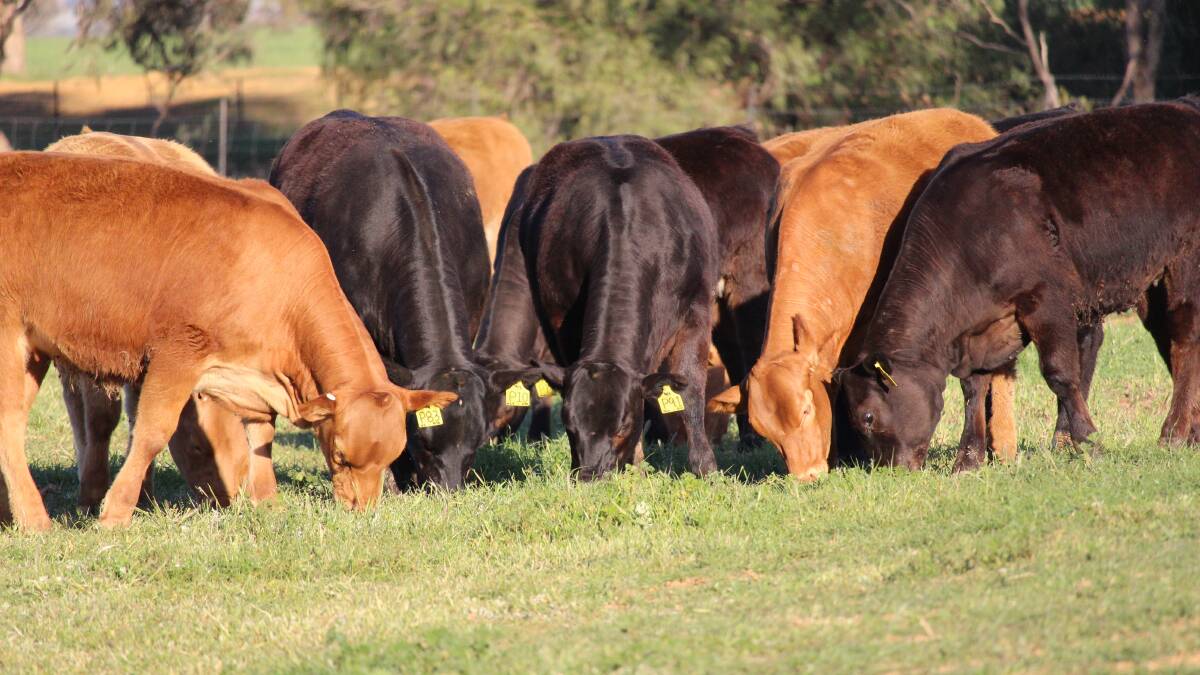 Beef rolls up its sleeves for global climate challenge