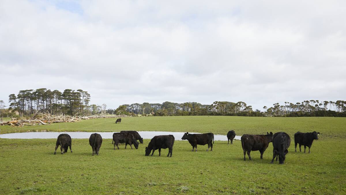 GRASS-FED ALL YEAR: Raff family Angus cattle on King Island.