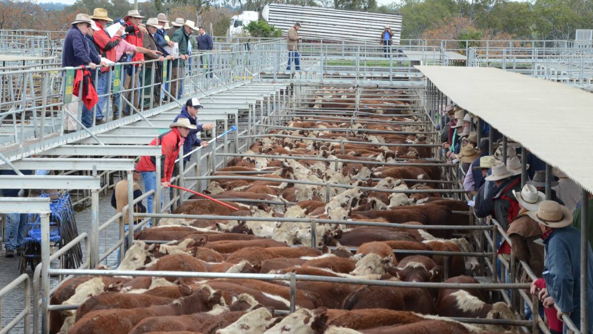 MARKET OPPORTUNITY: European Union eligible cattle put under the hammer in Australia.