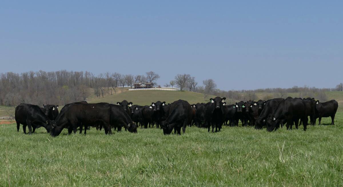 Angus cattle run in Missouri. Australian beef exporters are waiting for the US herd liquidation to come to an end, and rebuilding efforts start to reduce beef supply.