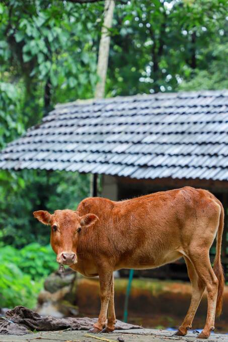 TINY PACKAGE: Vechur is the smallest breed of cattle averaging 50 to 130 kilograms and 61 to 90cm. 