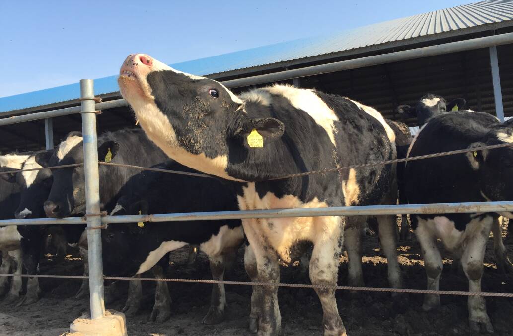 FEED: A Holstein steer in a feedlot in China. Why similar beef supply chains for dairy-bred calves aren't as common in Australia is the subject of current university animal science research. Photo: Shan Goodwin
