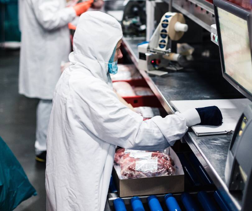 Veal being produced at Dutch slaughterhouse Ekro.