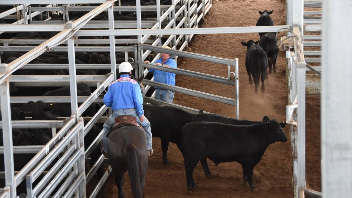 Young cattle prices slide