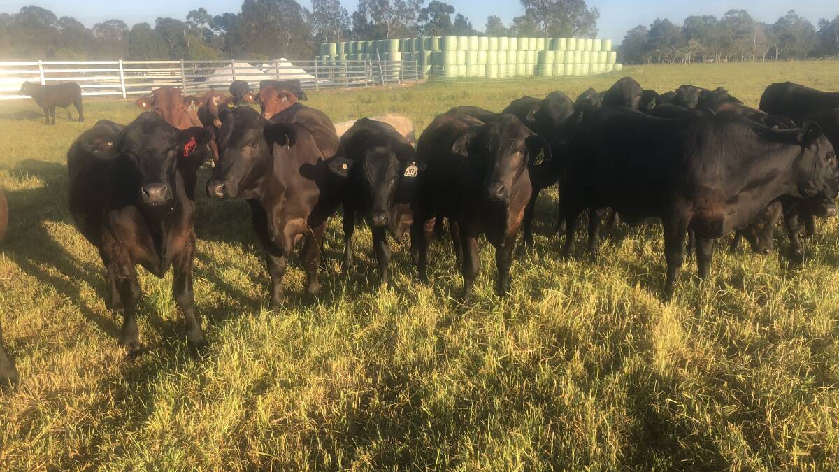 FINDINGS: Steers involved in the latest research in NSW into worm resistance.
