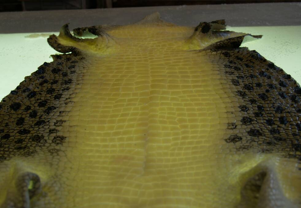 A saltwater croc skin.