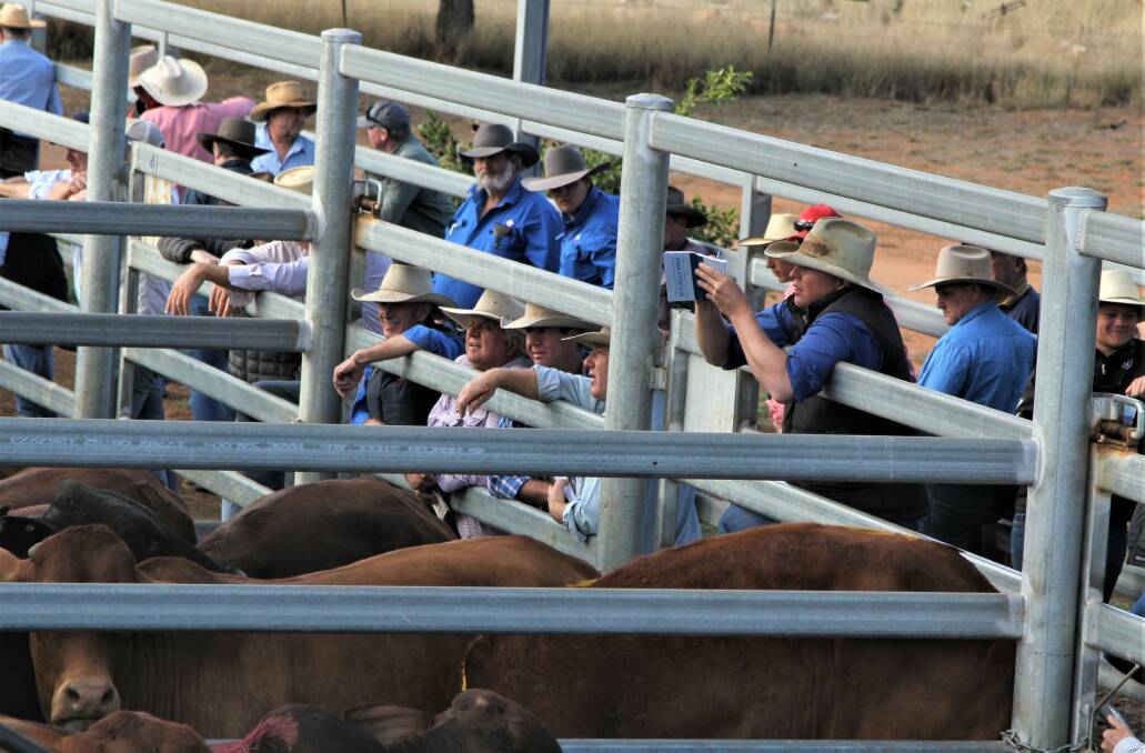 AROUND THE RAILS: The action at Blackall, Queensland, last week. IMAGE: Sally Gall