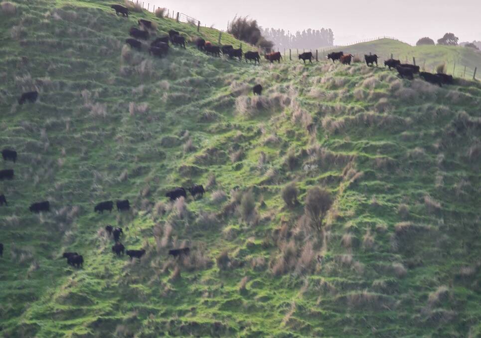 Angus cattle run on extremely steep country at the Cameron family's Ngputahi Station in New Zealand. 