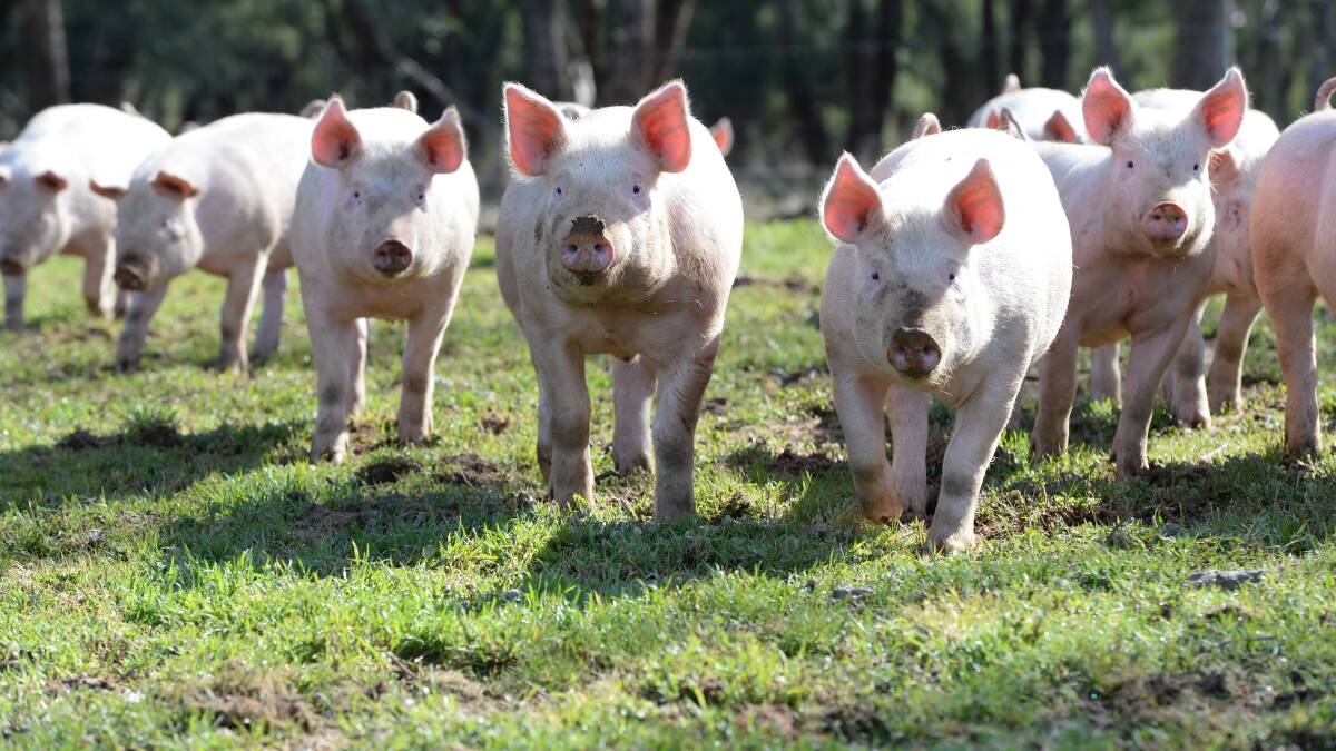 Swine fever contraband unlikely to be infectious