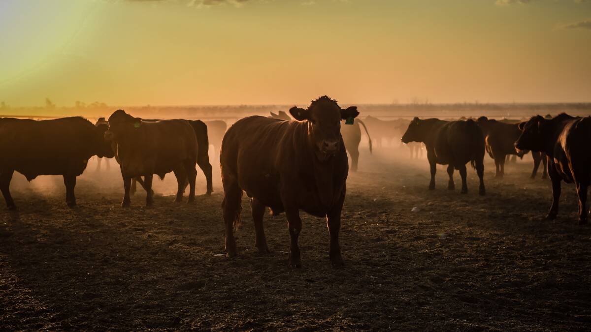 Cattle game is trusted; but society still wants oversight