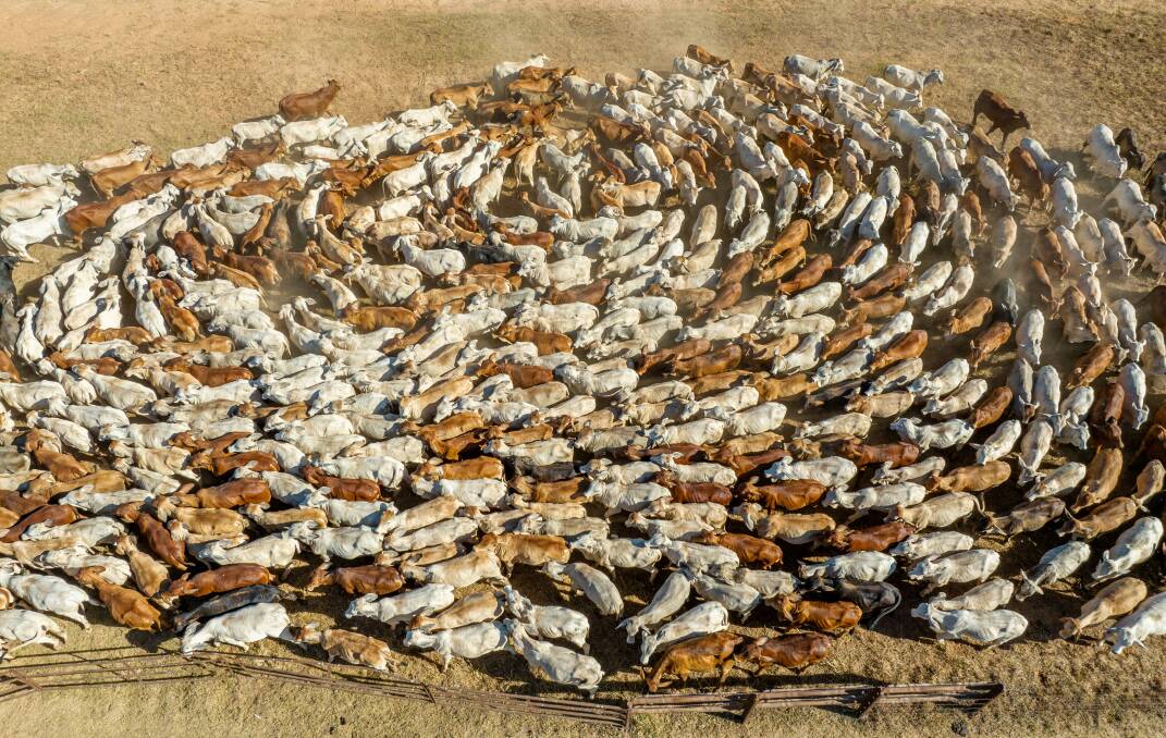 LARGE SCALE: Tipperary Station cattle. While the iconic Top End operation now has cotton and lemon trees growing, breeding and backgrounding is still a core business. 