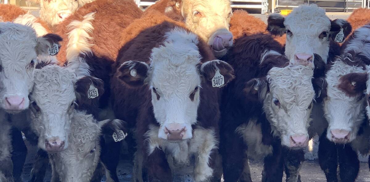 HEADED NORTH: Herefords being used in the current cattle tick vaccination research in Queensland.