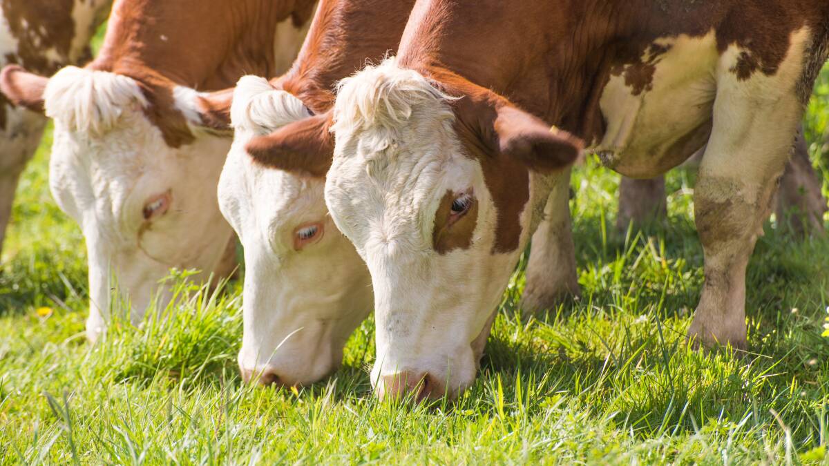 Beef looks beyond offsets to get to a zero carbon footprint
