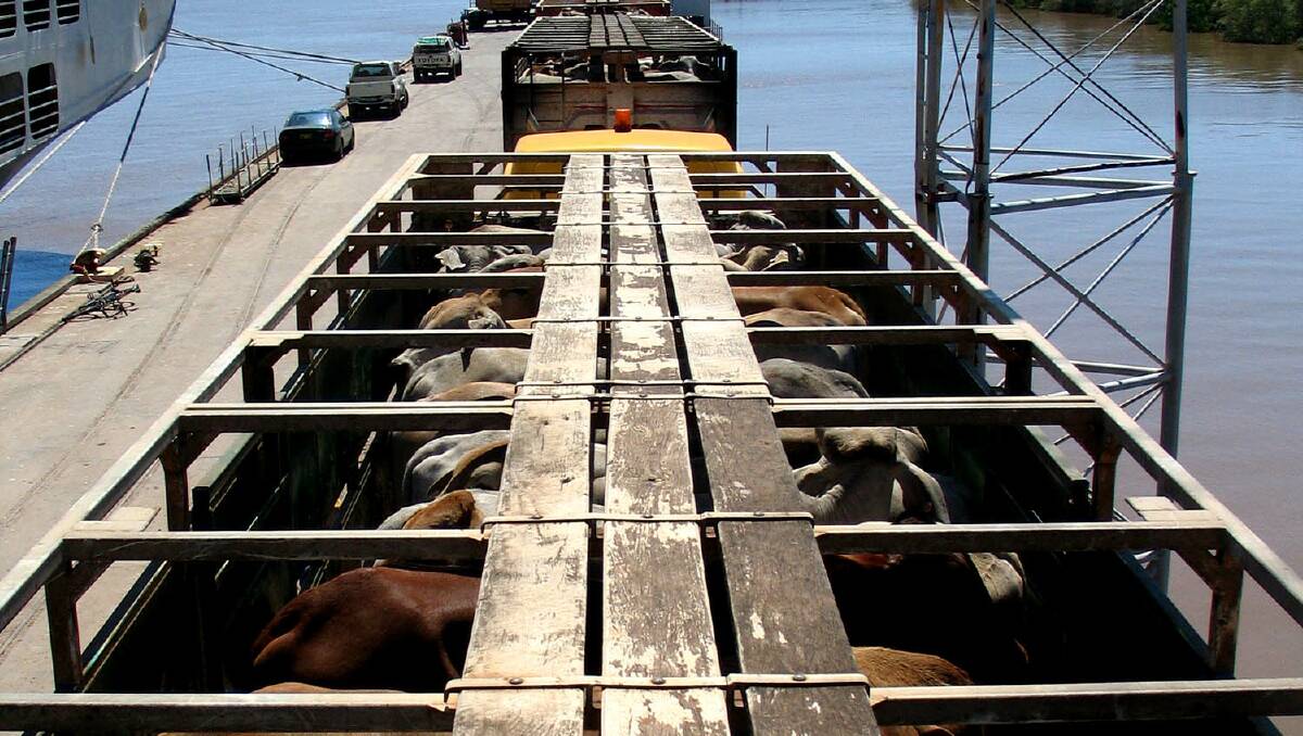 Beef exports from Australia have fallen on the back of a rundown in herd numbers that started when drought set in after the last La Nina event came to an end in 2012.