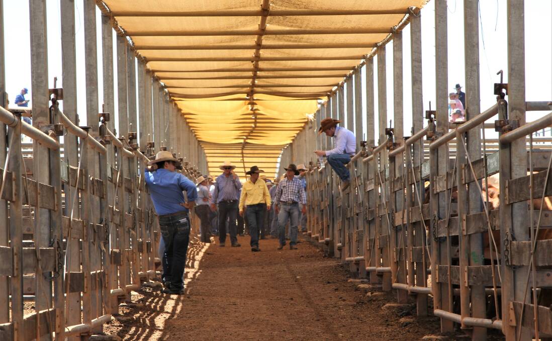 MARKET TALK: How the EYCI opens in January will depend enormously on what rain arrives in Queensland. PHOTO: Sally Gall