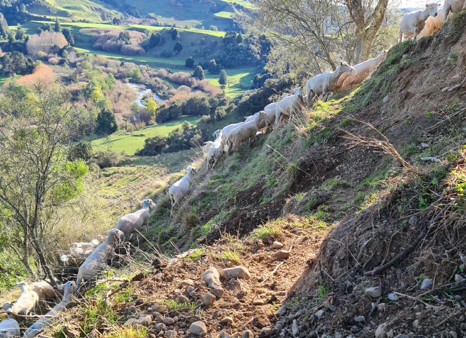 Sheep navigating the steep country on Ngputahi Station.