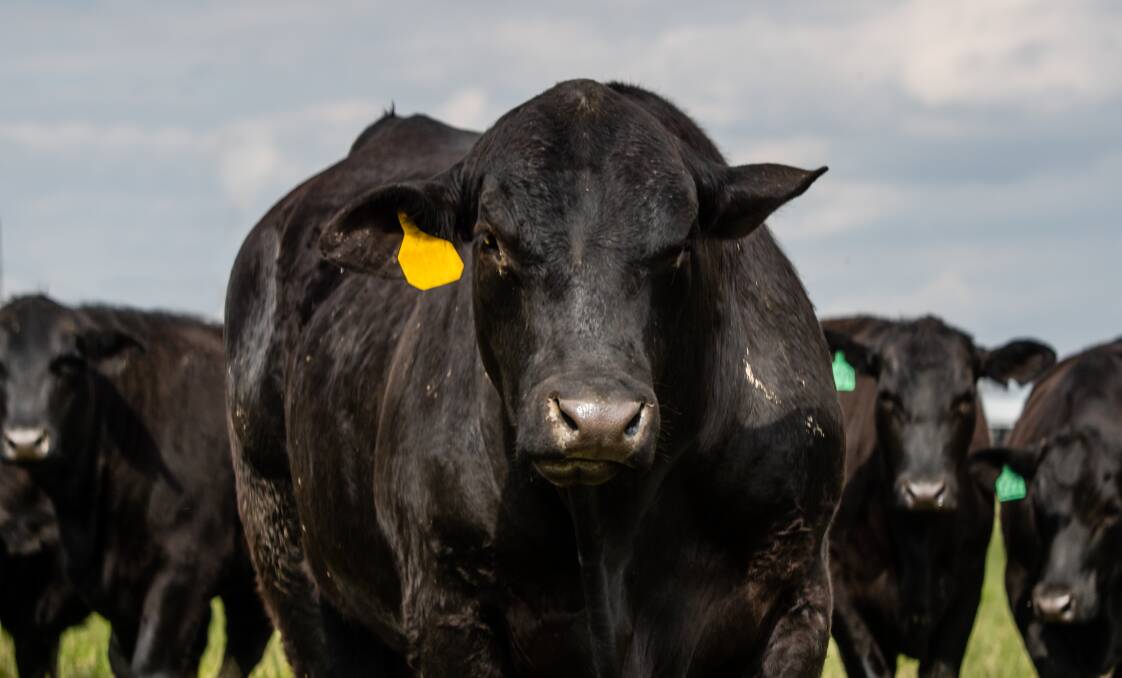BIG LOSS: Australia is looking down the barrel of losing extremely valuable beef animals in the event of a foot and mouth disease outbreak and whether compensation will be enough is now being questioned. IMAGE: Shutterstock