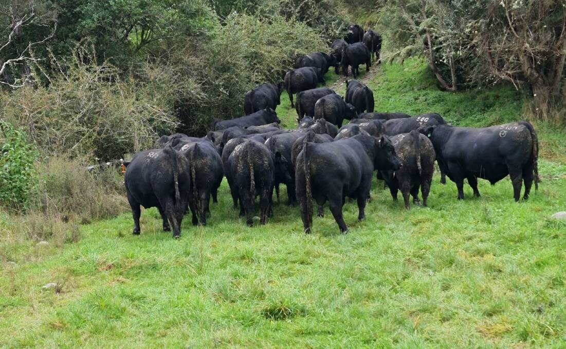 Ngputahi Station Angus cattle in New Zealand.