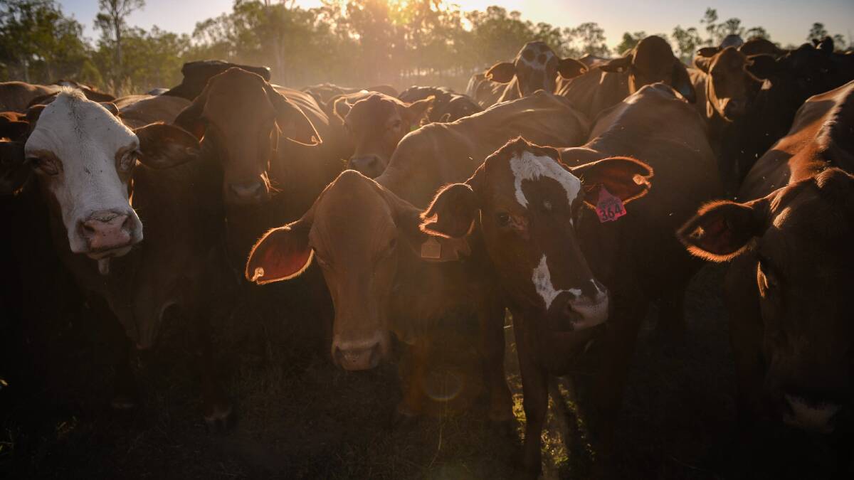 New beef sustainability voices sought