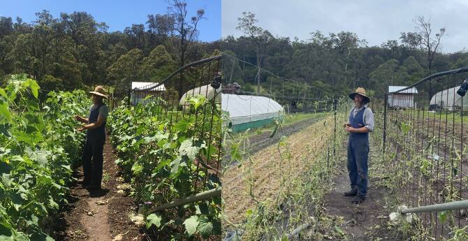 BEFORE AND AFTER: At left, Fraser Bayley of Old Mill Road BioFarm checks out a healthy zucchini crop, one week later the same crop destroyed (pictured at right). 