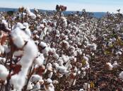 Cotton has become a boom crop across the north of the country through improved varieties with big plantings in the Northern Territory and soon also in WA.