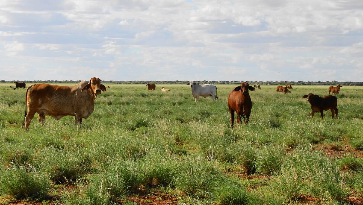 The NT debates the future of the Territory's beef future with the recent closure of AACo’s Livingstone abattoir near Darwin.