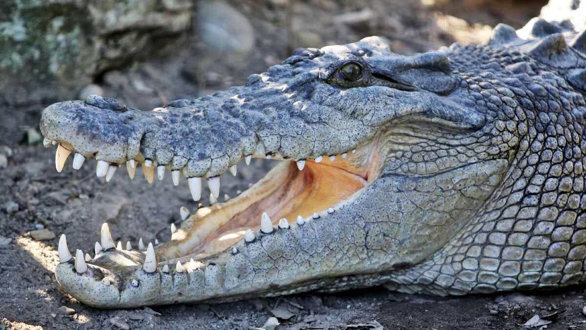 Wildlife officers have confirmed the presence of a 3m crocodile in a popular North Queensland swimming hole.