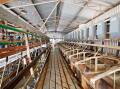 Neat and well established dairy farm near Echuca may hit the sweet spot in terms of price for newcomers to the industry. Pictures: Luke Ryan Real Estate.