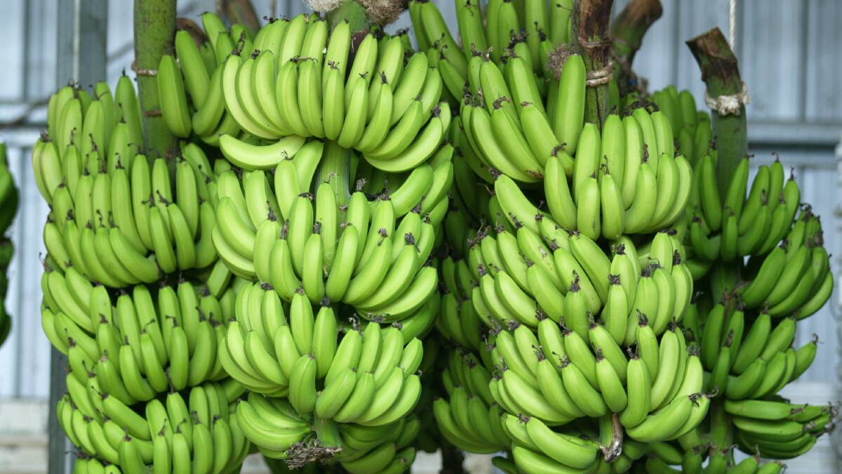 OH NO: Australian authorities basically had to destroy the banana industry in order to save it, now banana freckle is back. 