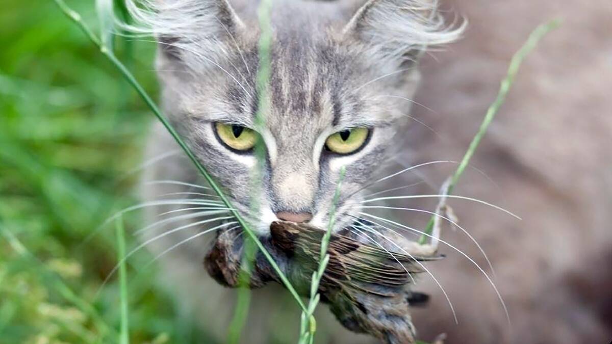 Cats, both feral and pet, kill an average of more than 1000 native animals each year. Picture: Whitehorse City Council. 