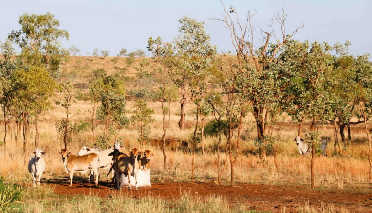 Cattle giants unlock carbon cash windfalls for investors
