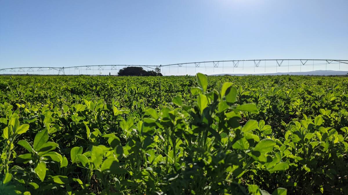 Australia's national science agency CSIRO wants to further its research into legumes with the purchase of this 77ha farm west of Brisbane.