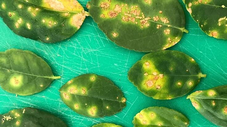 The NT has been linked to a spread of the citrus disease in WA.