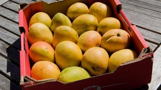 FRUIT BUG: Electronic sensors will keep track of Katherine's mangoes as they are shipped around the world.