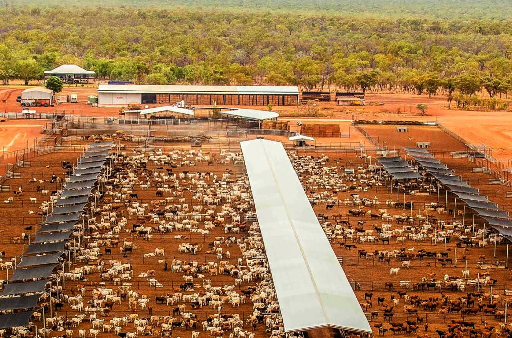 Carbon cash cows are hot to trot in the vast spaces of the Northern Territory. Pictures: LAWD.