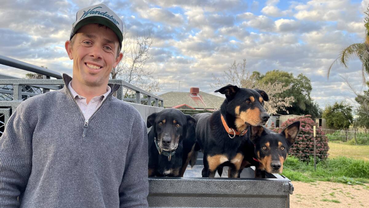 Olly Hanson of Corinella, NSW with his fast moving Kelpies who took part in last year's working dog challenge - Jake, Bowie and Hex. Pictures from Cobber.