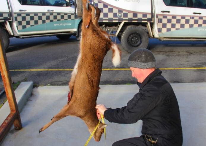 Pandemic travel restrictions have made hunting of pest deer difficult. Picture: GMA.