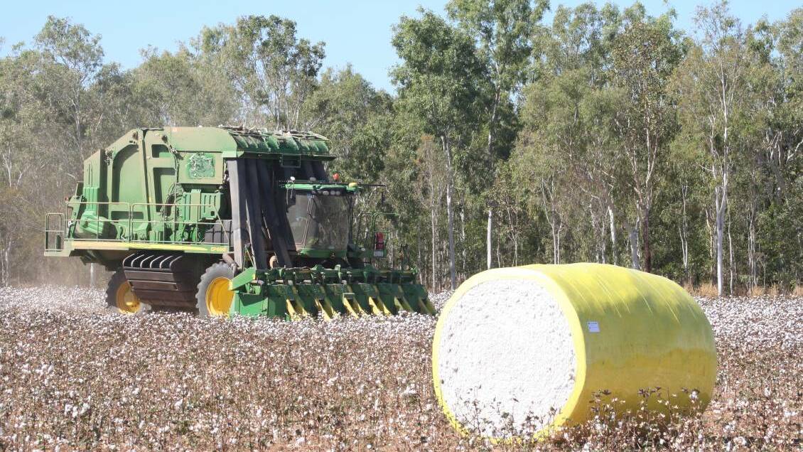 Katherine cotton gin may be built as enthusiasm grows for the crop