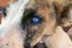 First state plans to halt the spread of killer dog disease