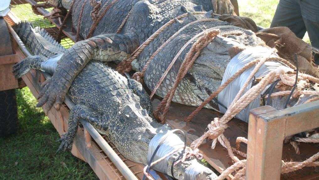 This 4.7 metre crocodile and a smaller 2.37 metre crocodile were both trapped early last week.