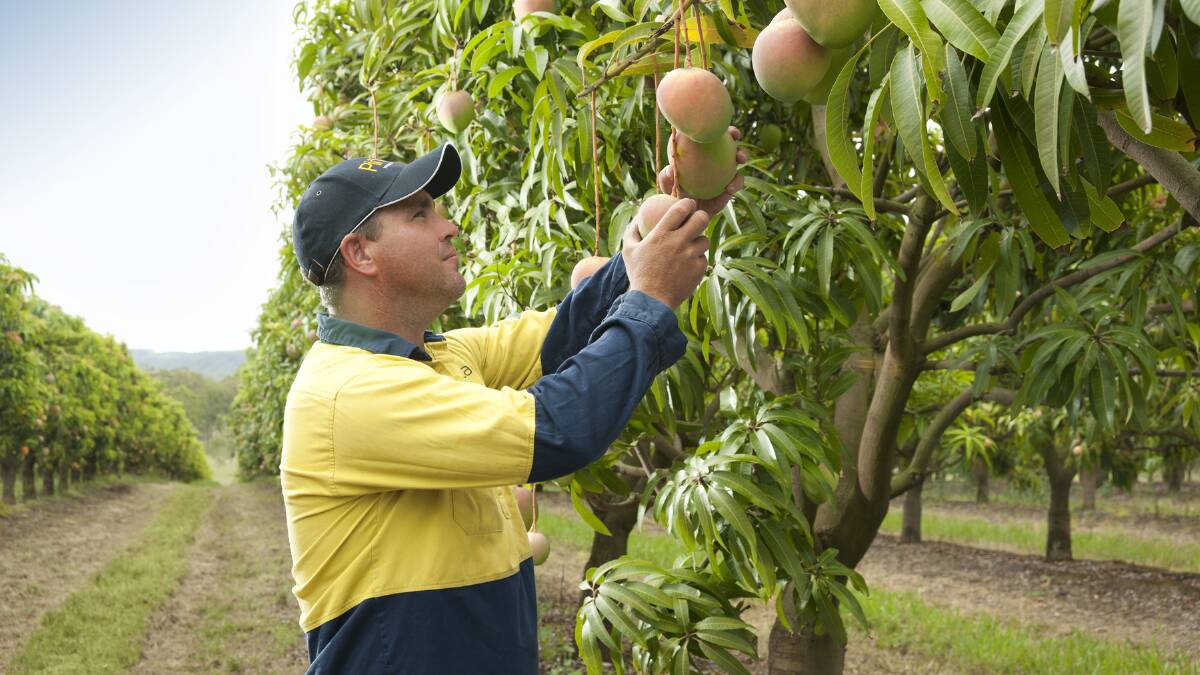 Golden Top End mango season for growers